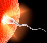 Las células se crearon a partir de "biopsias testiculares de pacientes que sólo tenían células germinales inmaduras. Internet