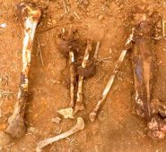 El hallazgo está vinculado al arresto de dos presuntos paramilitares, integrantes de la banda ‘Los Urabeños’. Eilyn Cardozo