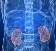 Cuerpo humano. Colprensa