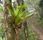 La reserva queda en la vereda Agua de La Virgen. Juan Pablo Bayona