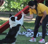 Los investigadores practicaron pruebas en 95 perros de entre cinco meses y trece años de la raza Border Collie. Internet | Refencial
