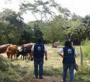 Funcionarios de la Defensoría del Pueblo visitaron las instalaciones de la finca Capachito para verificar las  condiciones de las vacas de Iván Bustos.  Cortesía
