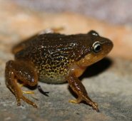 El nuevo batracio tiene pliegues en la piel que le permiten conservar la humedad. Instituto Alexander von Humboldt