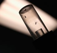 La epidemia está en fase de declinación en el país. AFP