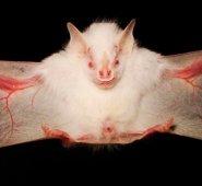 Hernani Oliveira, National Geographic