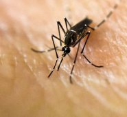 En Brasil se han registrado 1,5 millones de casos de zika. AFP