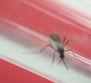 A comienzos de este año un bebé nació en Hawaii con microcefalia relacionada al zika. AP
