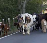 El campesino arrió las vacas de su propiedad hasta un camión para luego ser transportadas hacia El Zulia. Alfredo Estévez