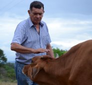 Iván Bustos pastoreando sus vacas en una parcela del municipio de El Zulia. Rodrigo Sandoval