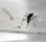 Hasta el momento, se sabía que el zika causaba conjuntivitis, que es la inflamación en la membrana que recubre el interior de los párpados. Archivo