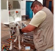 Todos los días, Orlando Osuna acude a Cenabastos a atender a la población de perros y gatos callejeros. Juan Pablo Cohen