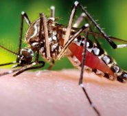 El estado de Pernambuco (noreste) es el que sufre más casos de microcefalia, con 366 casos. Colprensa