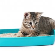 Los gatos se caracterizan por ser muy aseados y siempre buscar un sitio para sus necesidades. Internet