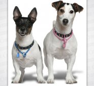 Existen diversos tipos de collares en el mercado y cada uno hecho para objetivos específicos para su perro. Internet