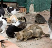 La Cultura felina. En Villa del Rosario, unos 50 felinos son los habitantes de la  Casa de la Cultura y la cifra aumenta diariamente. Esta emblemática estructura lleva más de cuatro años en abandono y desde entonces son los gatos sus amos y señores. Los vecinos del sector alimentan a los felinos, aunque el nauseabundo olor que generan las heces de los gatos por momento se hace insoportable.  Luis Alfredo Estévez