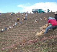 Inicialmente se cultivarán 80 hectáreas de cebolla ocañera. La meta es dinamizar nuevamente este mercado que en el pasado dio buenos frutos para la economía de los campesinos de la Provincia. Archivo