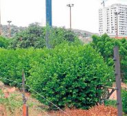 Este predio que colinda con la Diagonal Santander hace parte de las 10 áreas de cesión. La Opinión