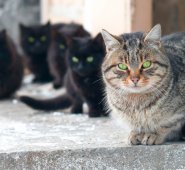 Internet | Referencial