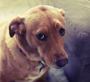 Los perros usan el hemisferio izquierdo para procesar las palabras que escuchan. Internet | Referencial