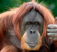 El simio entiende el concepto de las creencias falsas de otros, y es un aspecto crucial de la cognición, dijo Kano, sicólogo de la Universidad de Kyoto. Internet | Referencial