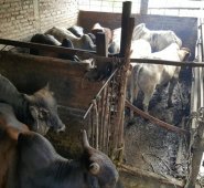 Cuatro personas han sido detenidas por este delito. Policía