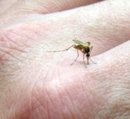 El IDS hizo un llamado a las personas que estén padeciendo una gripa de inusual intensidad para que acudan a una consulta médica. Archivo particular