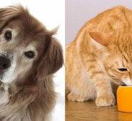 Al llegar a su vejez, los perros y gatos comienzan a perder algunas de sus características que los definieron durante los primeros años de su vida. Tomada de Internet