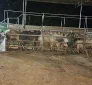 Encontraron elementos que eran utilizados para el sacrificio ilegal del ganado en este matadero. Cortesía