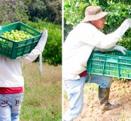 La mayor parte del limón se pierde porque no hay vías para sacarlo. Alfredo Estévez
