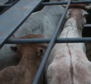 La implementación de la nueva normativa sanitaria ha avanzado con la creación de líneas especiales de crédito del Banco Agrario, según el Invima. Archivo