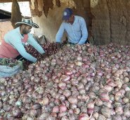 Los productores de cebolla ocañera se reunieron con gremios, investigadores para aumentar la producción  del cultivo que ha registrado una caída superior al 15% en los últimos diez años.  Archivo