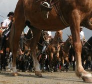 Los familiares de la víctima  se preguntan qué hacía el equino, a esa hora de la noche por las calles del municipio, cuando la cabalgata fue en horas de la tarde. Colprensa