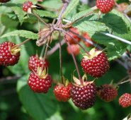 En la vereda san francisco de Pamplona se detectó el brote. Para el caso de Ragonvalia los focos son las veredas Babilonia, Tachirita, San Miguel y La Unión. Archivo
