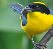 Son necesarias medidas urgentes de conservación por parte de las autoridades ambientales. Colprensa