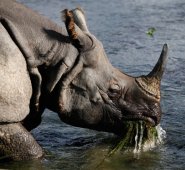 Nepal ha estado trabajando para aumentar el número de rinocerontes indios en el Bosque Nacional. AP