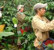 Caucho y café son los sectores que más producción presentan, pero su aporte total a la economía nacional sigue siendo muy bajo. Colprensa
