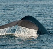 A ‘La ballena azul’ se accede mediante cuentas privadas en Facebook y en Twitter, que utilizan mensajes para contactar y atraer personas a través de mensajes, o través de spam, o en Youtube. Colprensa