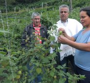 En 2015, campesinos de Cácota exportaron uchuva a Holanda, Francia e Inglaterra, y otros países de la Unión Europea, pero el envío se paralizó porque la comercializadora FLP Colombia se retiró de la región. Archivo