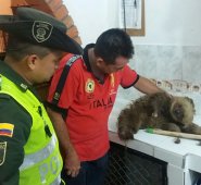 Lo entregaron a Corponor, para que la entidad brinde los auxilios requeridos para su mejoría. Cortesía