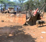 En la inspección que hicieron las autoridades en la vereda Los Peracos encontraron varias crías de cerdos al aire libre. César Obando