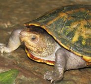 1766 fue el año en el que el científico y naturalista Carl Nilsson Linnaeus descubrió la tortuga escorpión. Cortesía