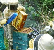 Los campesinos están fomentando en las fincas la apicultura, como una alternativa para generar recursos y contribuir con la polinización en los ecosistemas. Javier Sarabia