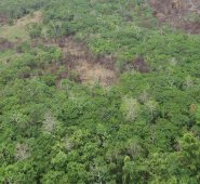 Según el Ideam, en total son ocho los núcleos de deforestación del país. Archivo La Opinión