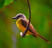 Orlando Armesto, Aldemar Acevedo, Ricardo Torrado
