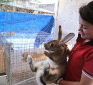 Estudiantes del colegio La garita, implementan en la institución la crianza de conejos como proyecto pedagogíco productivo. César Obando