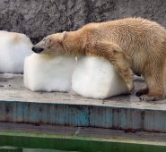 Miguel Morenatti, fotógrafo español capturó la escena AFP