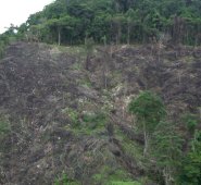 Los principales sitios afectados por la deforestación son Tibú y el Parque Nacional Natural Catatumbo-Bari. Colprensa