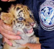 Esta foto del miércoles 23 de agosto del 2017 proporcionada por la Oficina de Aduanas y Protección Fronteriza muestra a un agente que sostiene a un tigre cachorro tras ser confiscado en el cruce fronterizo entre México y Estados Unidos de Otay Mesa, en San Diego. AP