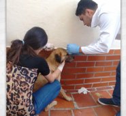 Las perras detectaron al puercoespín en un solar, intentaron morderlo y resultaron heridas. Cortesía