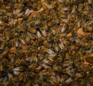 Las abejas reaccionaron al sentirse atacadas por el temblor. AFP